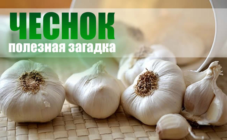 Полезные и загадочные свойства чеснока garlic health