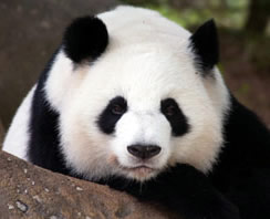 panda_zoo_atlanta