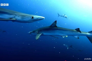 Почему темнеет Мировой океан и чем это грозит?